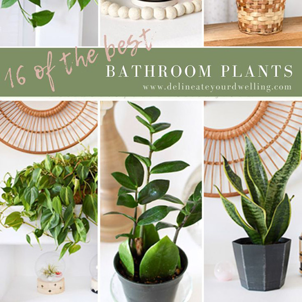 Best Plants for Bathrooms