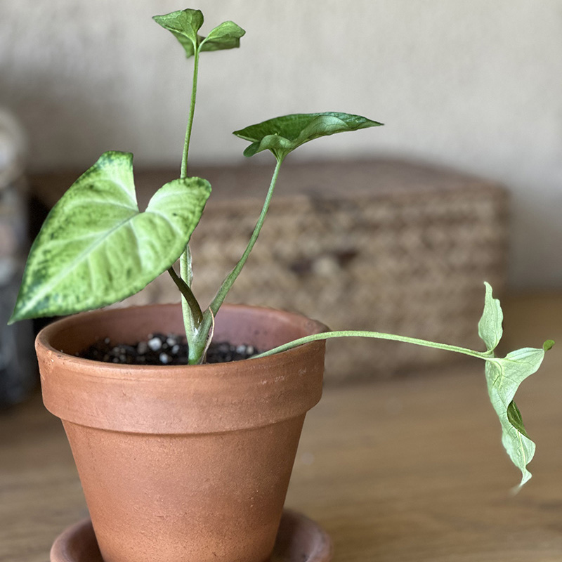 1-Arrowhead Plant care tips