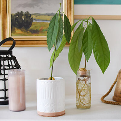 1-Avocado Plant