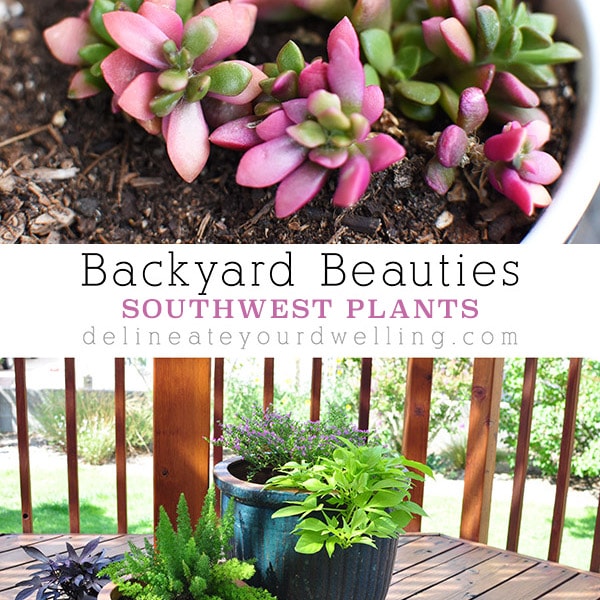 1-Backyard Plants-2