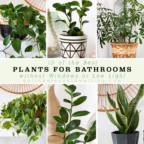1-Best Bathroom Plants