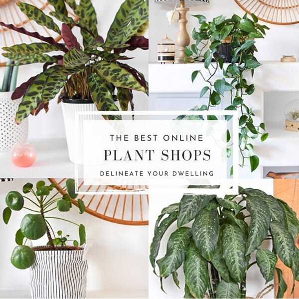 1-Best Online Plant Shops