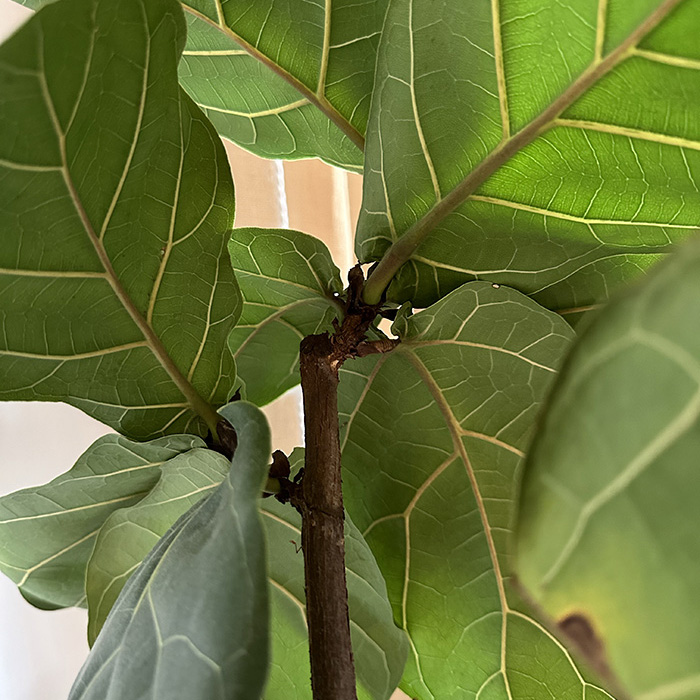 1- Cut Fiddle Leaf Fig