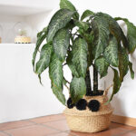Dumb Cane plant