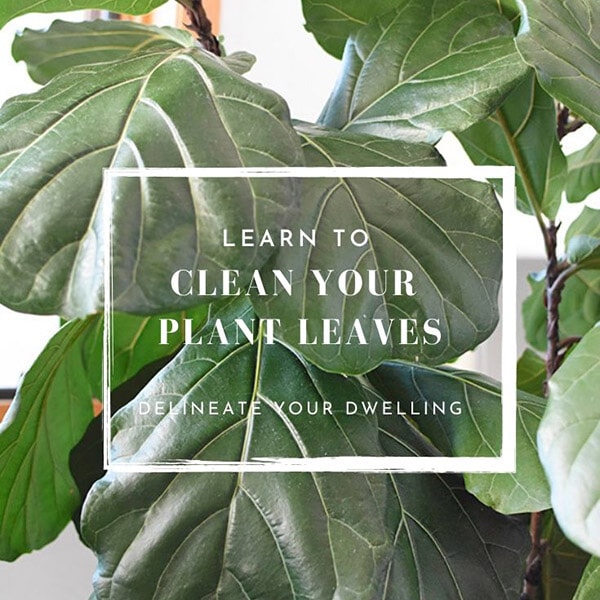 How to clean your Houseplants