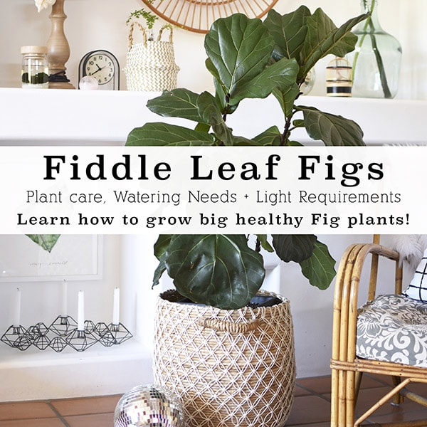 1-Fiddle Leaf Fig care tips