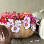 1-Flower Pumpkin Cosmo Zinnia