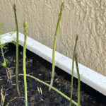 1-Growing Asparagus in Pots