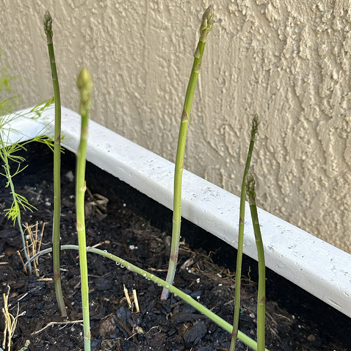 Growing Asparagus in Pots