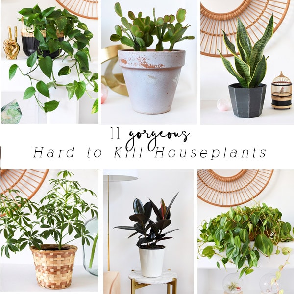 1-Hard to Kill Houseplants