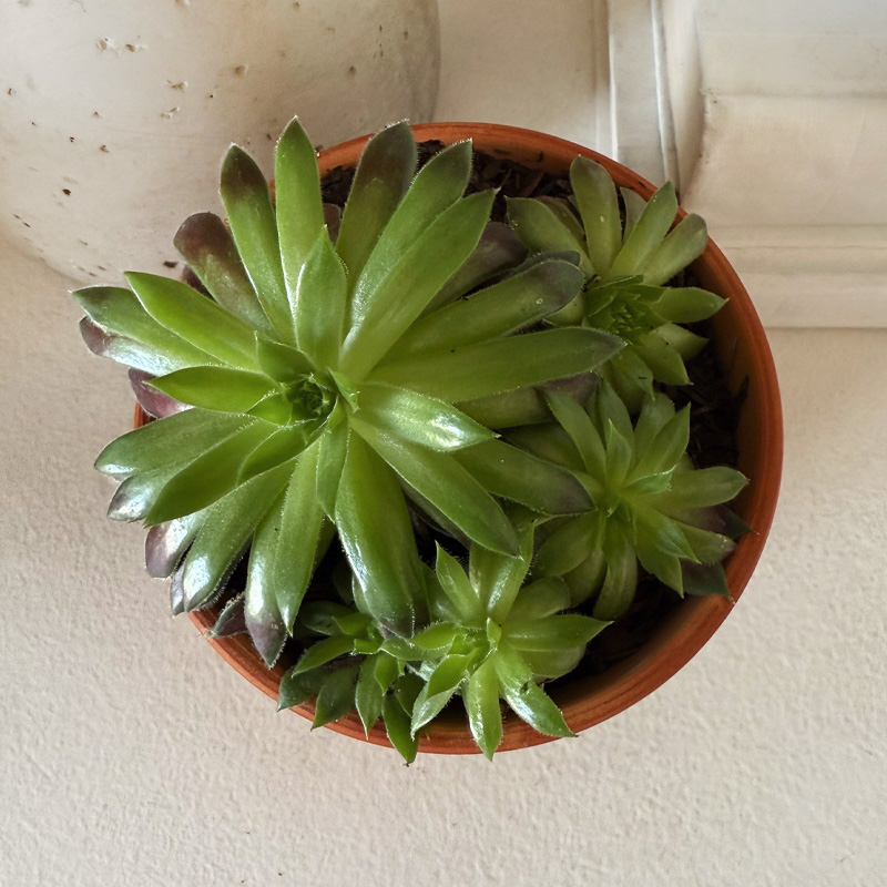 1- Hens and Chicks plant care - green succulent