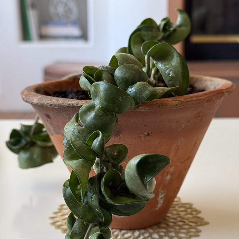 1 - Hindu Rope Hoya plant care-full plant