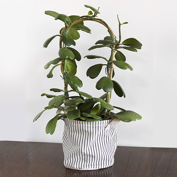 String of Pearl Plant Care Tips - Delineate Your Dwelling