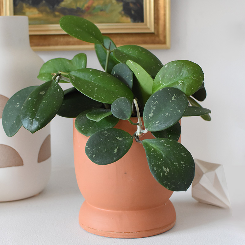 1-Hoya-Obovata-Splash