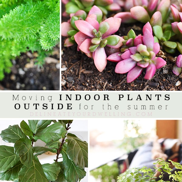 1-Indoor Plants Outside