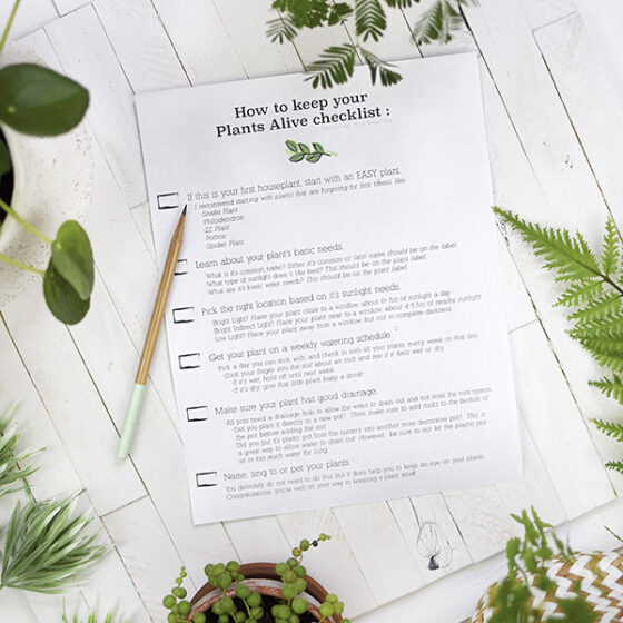 Glossary of Important Indoor Houseplant Words Delineate Your Dwelling