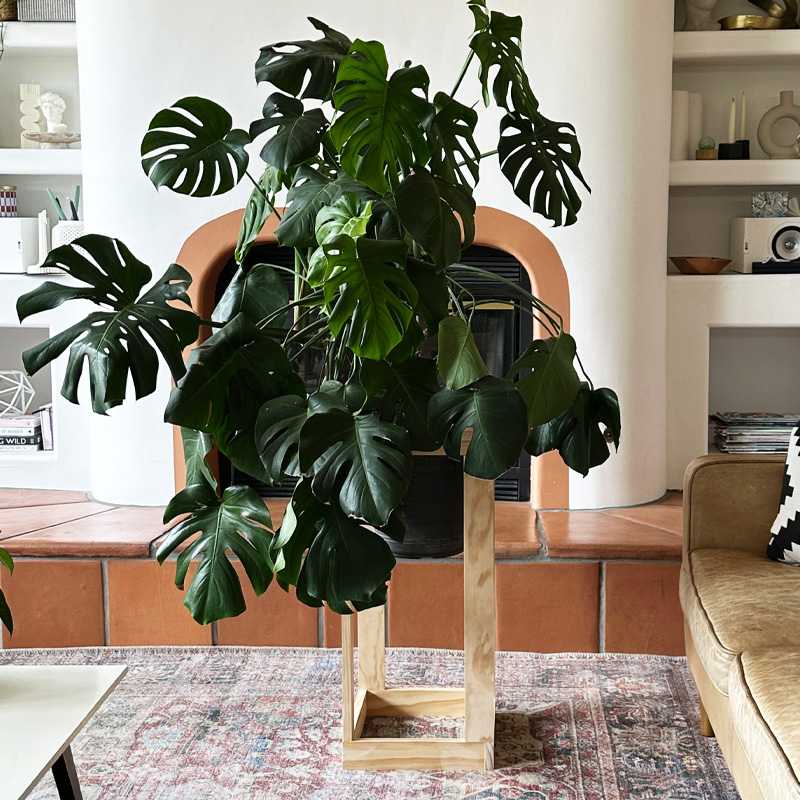 1- Large DIY Cube Plant Stand - Big Monstera-2