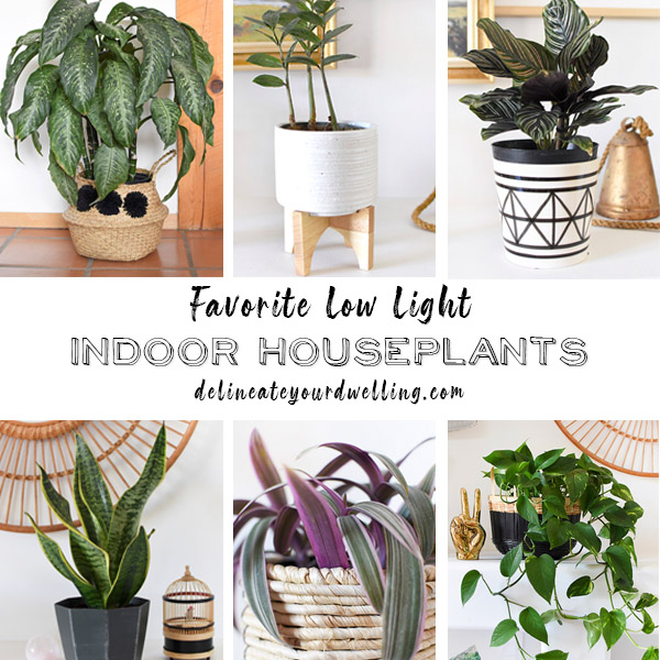 16 of my Favorite Low Light Houseplants