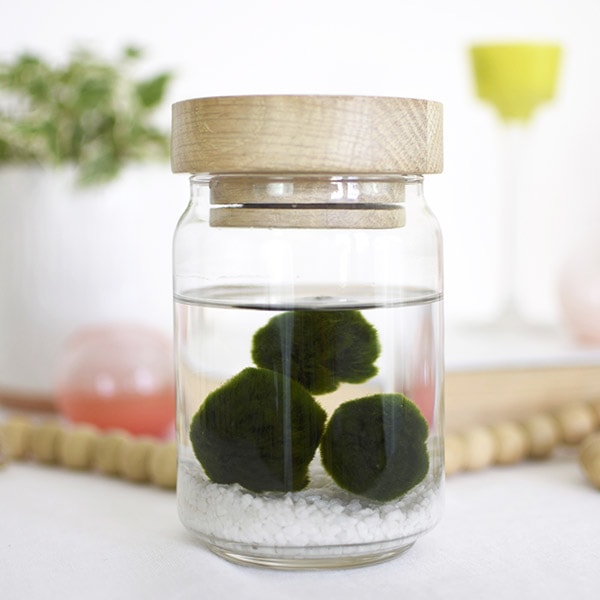 Marimo Moss Ball Care Tips