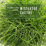1-Mistletoe Cactus plant