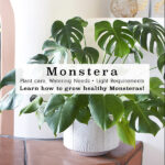 1-Monstera Care-1
