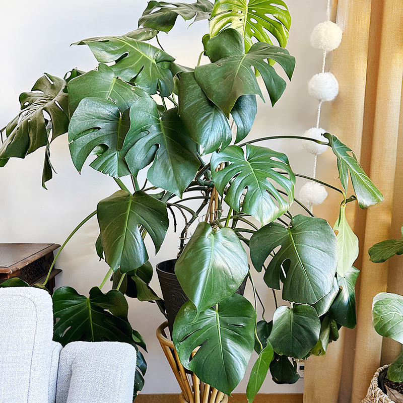 1-Monstera Plant