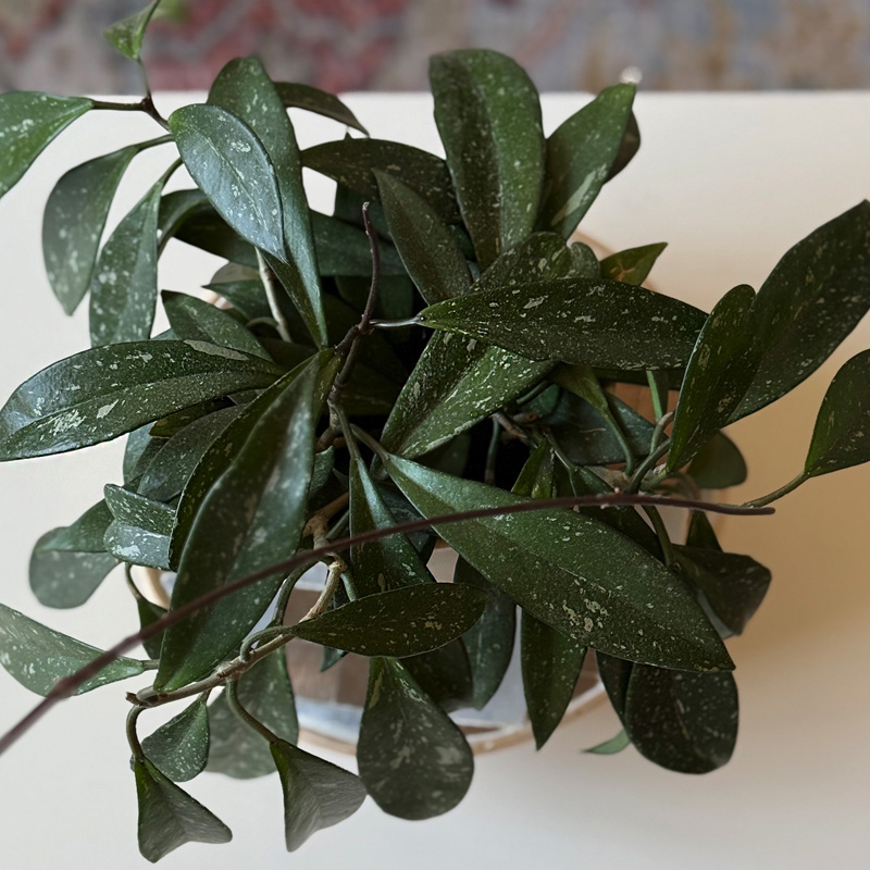 1-Narrow Leaf Hoya
