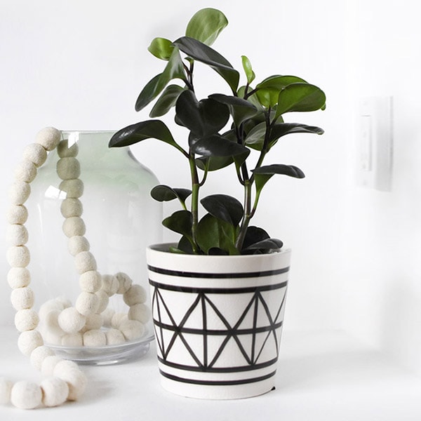 1-Peperomia Care