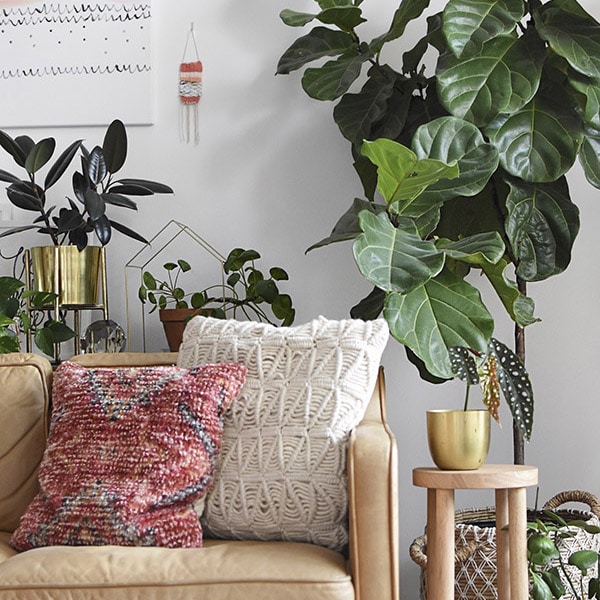 Glossary of Important Indoor Houseplant Words