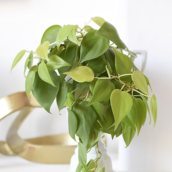 Pothos Plant Care