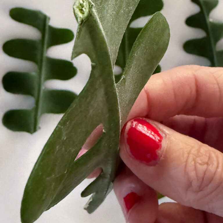 1 - Propagating Fishbone Cactus - callous cuttings