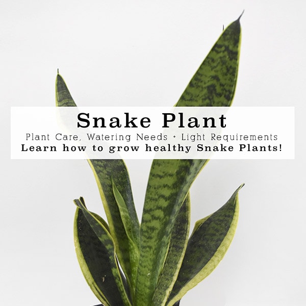 1-Snake Plant Care