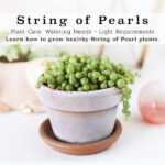 1-String of Pearls care