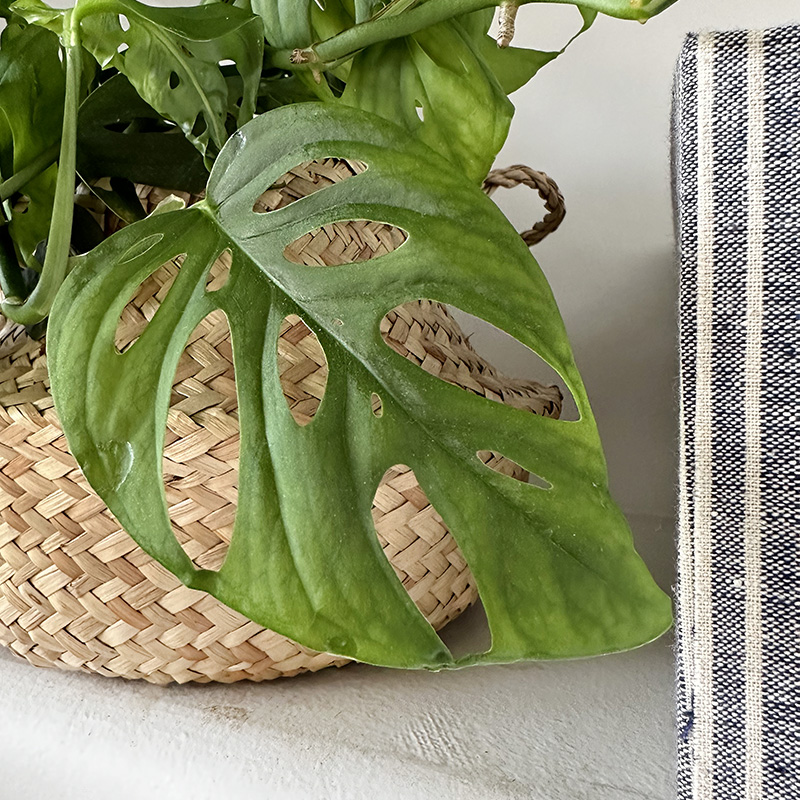 1-Swiss Cheese Monstera Adansonii