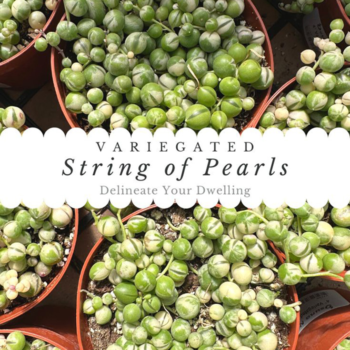 Variegated String of Pearls Plant Care