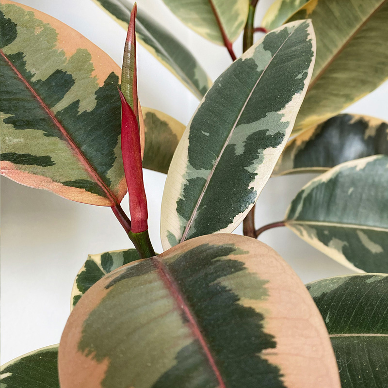 1- Variegated Ruby Rubber plant - colorful leaves