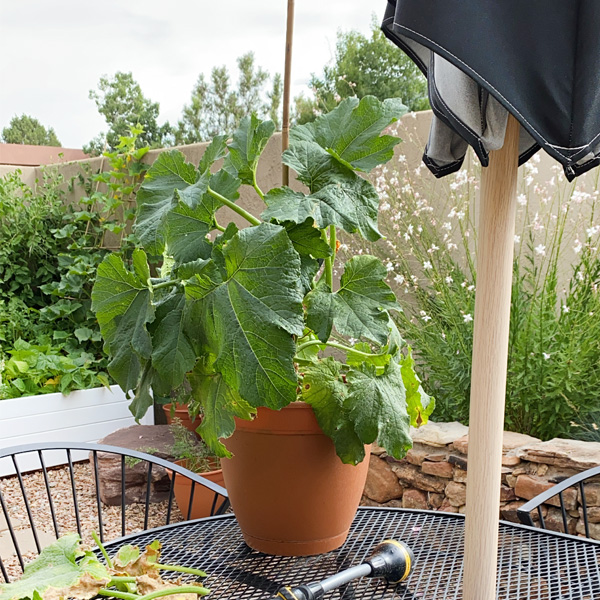 1-Zucchini in Pots