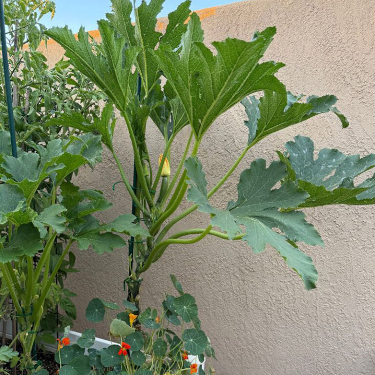 1-Zucchini tree - growing tall healthy