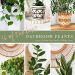 16-Bathroom-Plants