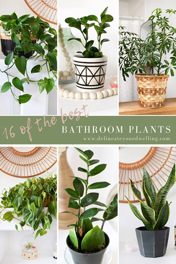 30 Best Bathroom Plants - Low Light, High Humidity Plant Ideas