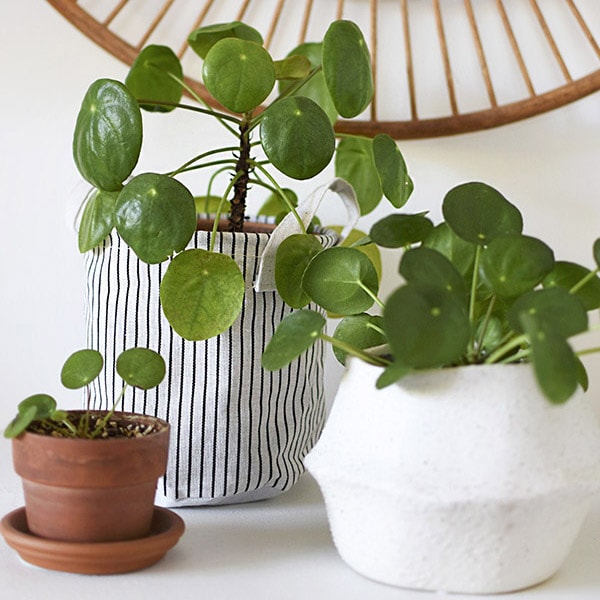 1a-Pilea Propogation