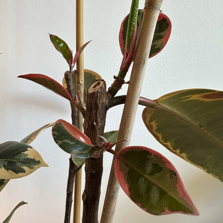 How to propagate Rubber plants