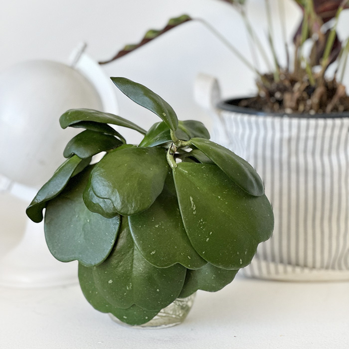 Propagating Hoya Kerrii