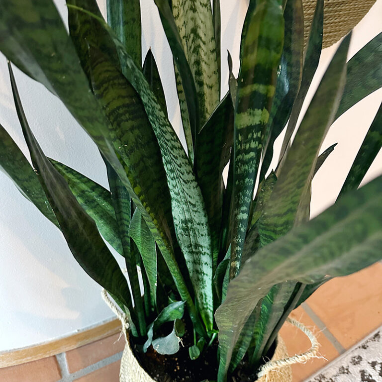 Snake Plant Care