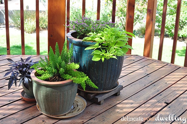 Easy Backyard Beauties (plants) for homes in the High Desert, Southwest. Check out these plants that grow with ease in New Mexico as well as a few Southwest backyard  plant tips. Delineateyourdwelling.com #desertplanttips #southwestplanttips