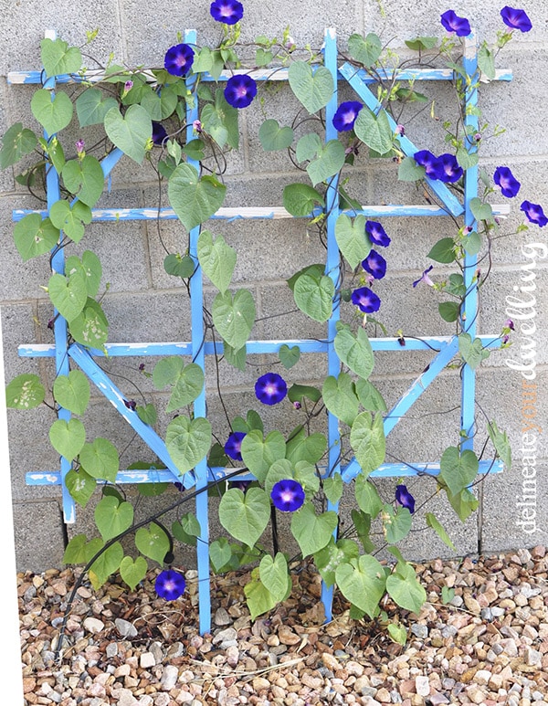 Easy Backyard Beauties (plants) for homes in the High Desert, Southwest. Check out these plants that grow with ease in New Mexico as well as a few Southwest backyard  plant tips. Delineateyourdwelling.com #desertplanttips #southwestplanttips