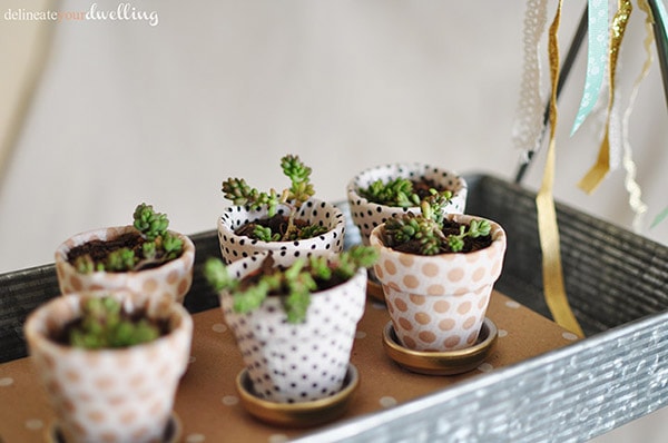 2 garden miniature succulent pots