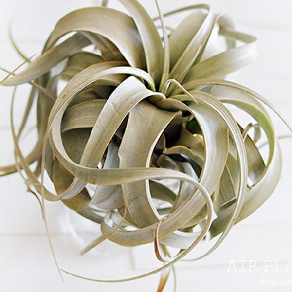 1-Air plant tips