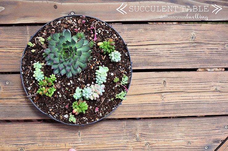 Succulent Table