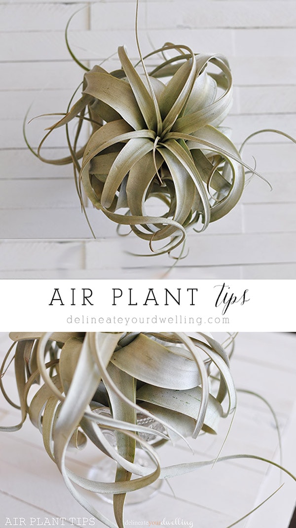 Air Plant tips